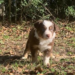 Australian Shepherd and Miniature Australian Shepherd Puppies from SkyBrynn Aussies