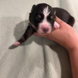 Boone - Black tri-color male Australian Shepherd puppy in Mcmillan, Michigan from Hall-N-Auss Australian shepherds