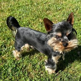 Jackson - Yorkshire Terrier