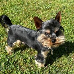 Jackson - Yorkshire Terrier