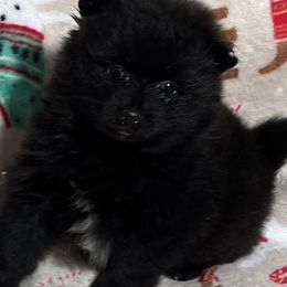 Girl 1 - female Pomeranian puppy in Sulphur Springs, Texas from Johnny's Pets