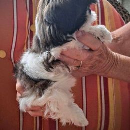 Betsy - Shih Tzu