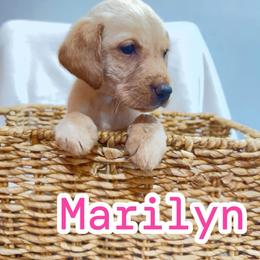 Marilyn - Yellow female Labrador Retriever puppy in Lucasville, Ohio from Backwoods Labradors