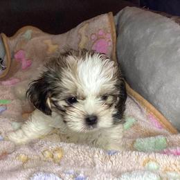 Boy Green - Black and white male Shorkie puppy in Madisonville, Tennessee from Heavenly Yorkies in Southeast Tennessee