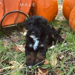 Alan - Phantom male Bernedoodle puppy in Glenwood, New Mexico from Brush Fire Doodles