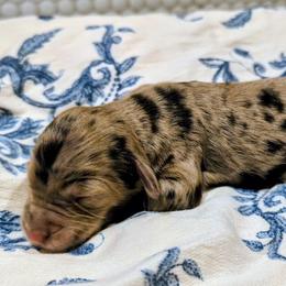 Ron - Merle male Sheepadoodle puppy in Austin, Texas from Darling Doodles