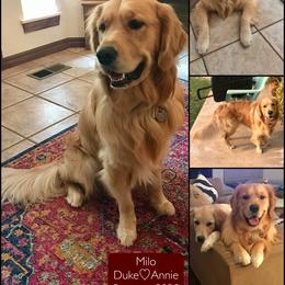 Golden Retriever All Grown Up from Oklahoma’s Enchanted Goldens
