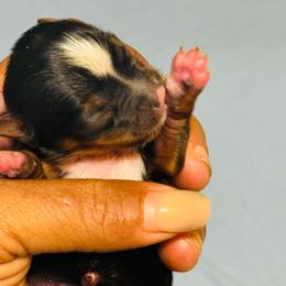 Girl 1 - Parti female Yorkshire Terrier puppy in Detroit, Michigan from Friends4everkennel LLC