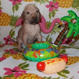 Peruvian Inca Orchid Puppies from Jasmine Rivera's Peruvian Inca Orchicds