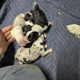 Australian Shepherd and Great Dane Puppies from AEW Farm