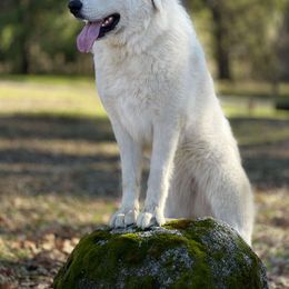 Great Pyrenees All Grown Up from The Yosemite Pyrenees Ranch