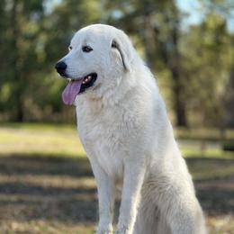 Great Pyrenees All Grown Up from The Yosemite Pyrenees Ranch