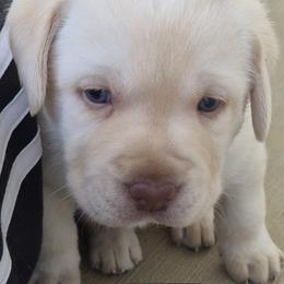 Lemmy - Yellow male Labrador Retriever puppy in Greenwich, Ohio from Pure Gem Kennel