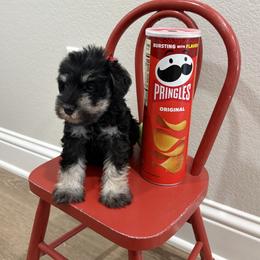 Boy 1 red bow - Black and silver male Miniature Schnauzer puppy in Garrison, Texas from RNH Schnauzers