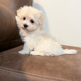 Chanel - White female Maltese puppy in Beebe, Arkansas from Cedar Hill Kennel