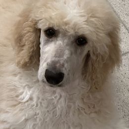Pembroke Welsh Corgi and Poodle Puppies from Blue Diamond Kennel