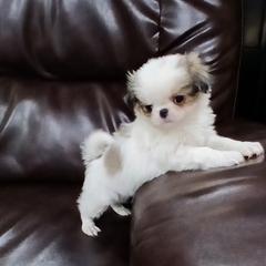 Cole - Sable and white male Japanese Chin puppy in Salem, Oregon from Chinnychinchinofsalem