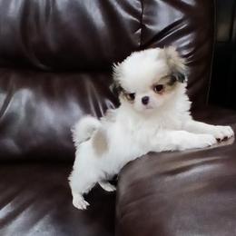 Cole - Sable and white male Japanese Chin puppy in Salem, Oregon from Chinnychinchinofsalem