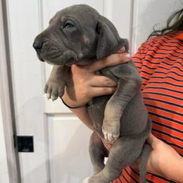 Lainey Wilson - Blue female Great Dane puppy in Florida from Beachside Kennels