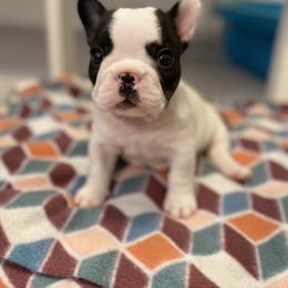 French Bulldog Puppies from Fur Royalty Frenchies