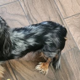 Dachshunds from DoxiRose