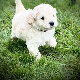 Australian Labradoodle Puppies from Tiny Treasures Australian Labradoodles