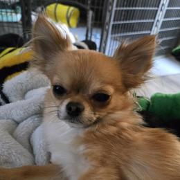 Rico - Chihuahua