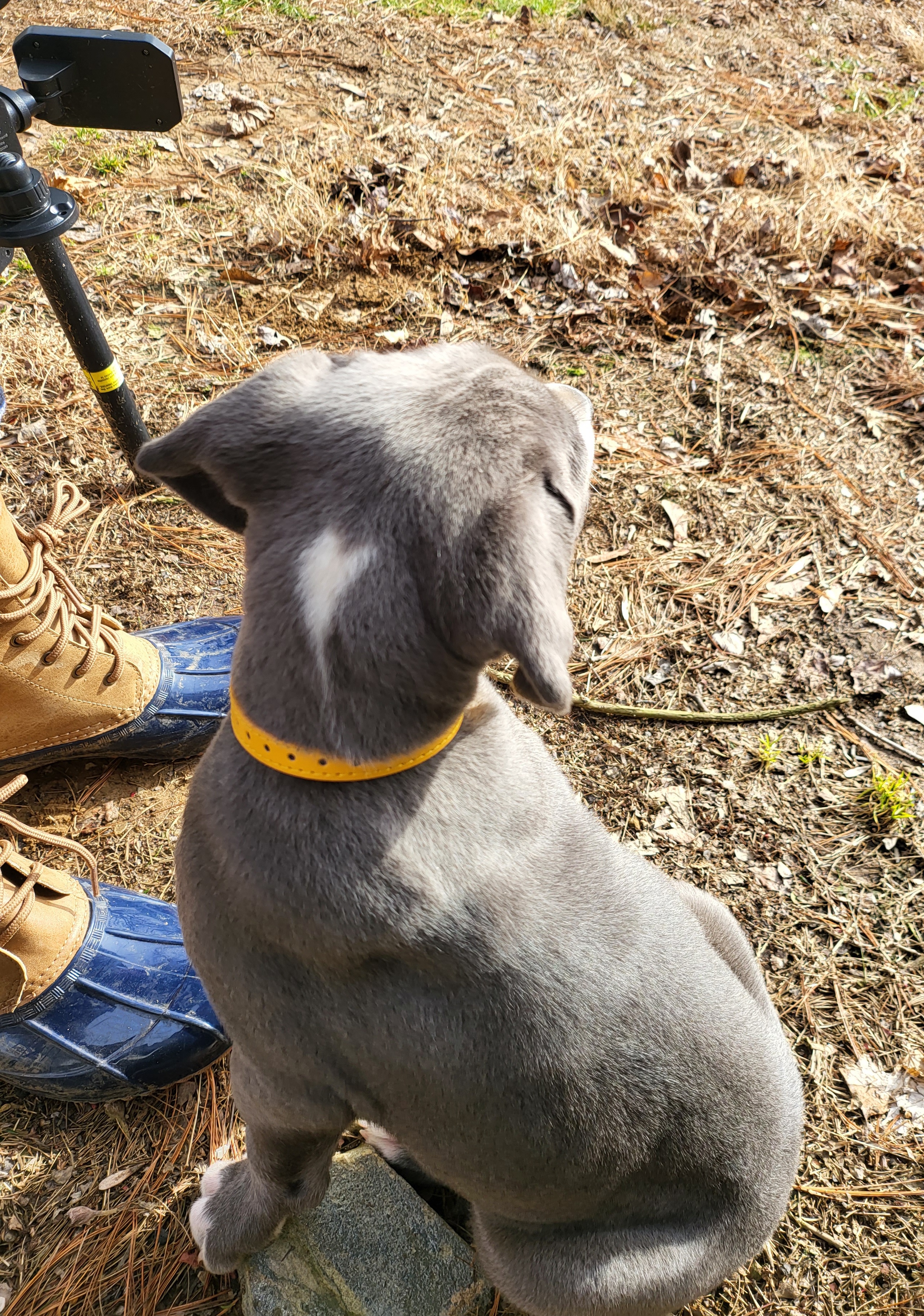Great Dane Puppies from Grant’s Gorgeous Greats