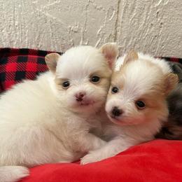 Cream and white spot - Cream parti female Pomeranian puppy in Weatherford, Texas from COCO'S POMS AND FRENCHIES