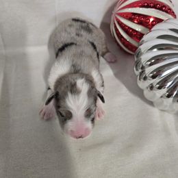 Girl 3 - Blue merle female Australian Shepherd puppy in Lakeland, Florida from Diamond P Australian Shepherds