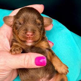 Chance - Chocolate male Cavapoo puppy in Cameron, South Carolina from Sassy Sailor & Company