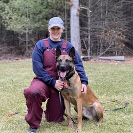 Australian Shepherd, Belgian Malinois, and Dutch Shepherd All Grown Up from Paws Laws k9