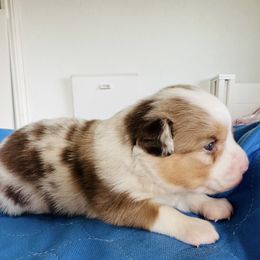 Harrison - Red merle male Miniature Australian Shepherd puppy in Norco, California from Joyfulpuppies