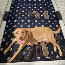 Girl 3 - Charcoal female Dilute Retriever puppy in Swanton, Ohio from SilverWater Labs