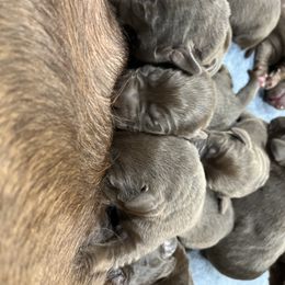 Dilute Retriever and Labrador Retriever Puppies from CKB Labradors