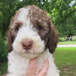 Blossom - Parti female Goldendoodle puppy in Pilot Point, Texas from K9 Sidekicks, LLC