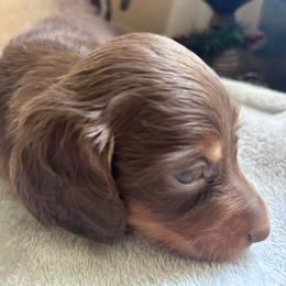 Gari - Chocolate and tan male Dachshund puppy in Argos, Indiana from TKO Doxies