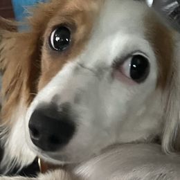 Reba - Dachshund