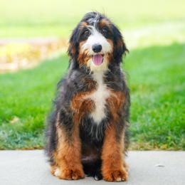 Beyoncé (level 2 socialization program grad) - Tri-color female Bernedoodle puppy in Dundee, Ohio from Down Home Doodle