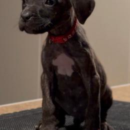 Spirit - Black brindle male Cane Corso puppy in Houston, Texas from Mortaio Cane Corso