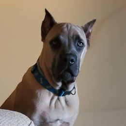 Cane Corso from Montagna Di Ferro Cane Corso