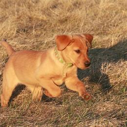 Labrador Retrievers from Blazing Red Kennel
