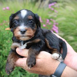 Onyx - Tri-color male Bernedoodle puppy in Eagle Mountain, Utah from Fur Real Puppies.