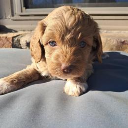 Aussiedoodle and Cockapoo Puppies from Ouachita River Cockapoos
