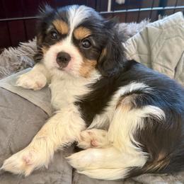 Cavalier King Charles Spaniel Puppies from George Larkin