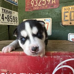 Birdie - Black and white female Siberian Husky puppy in Burnsville, North Carolina from Peterson Puppies