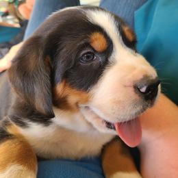 Greater Swiss Mountain Dog Puppies from Hoberg's GSMD