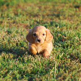 AKC Lemon - Cream male Dachshund puppy in Billings, Missouri from Bundles of Joy