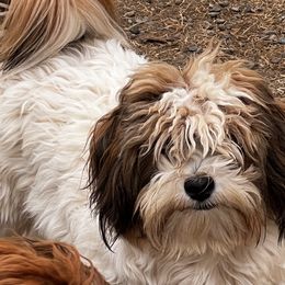 Amani - Havanese