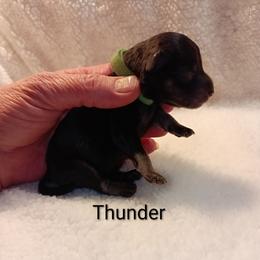 Thunder - Salt and pepper male Miniature Schnauzer puppy in Midland, Texas from Shebbies Puppy Palace